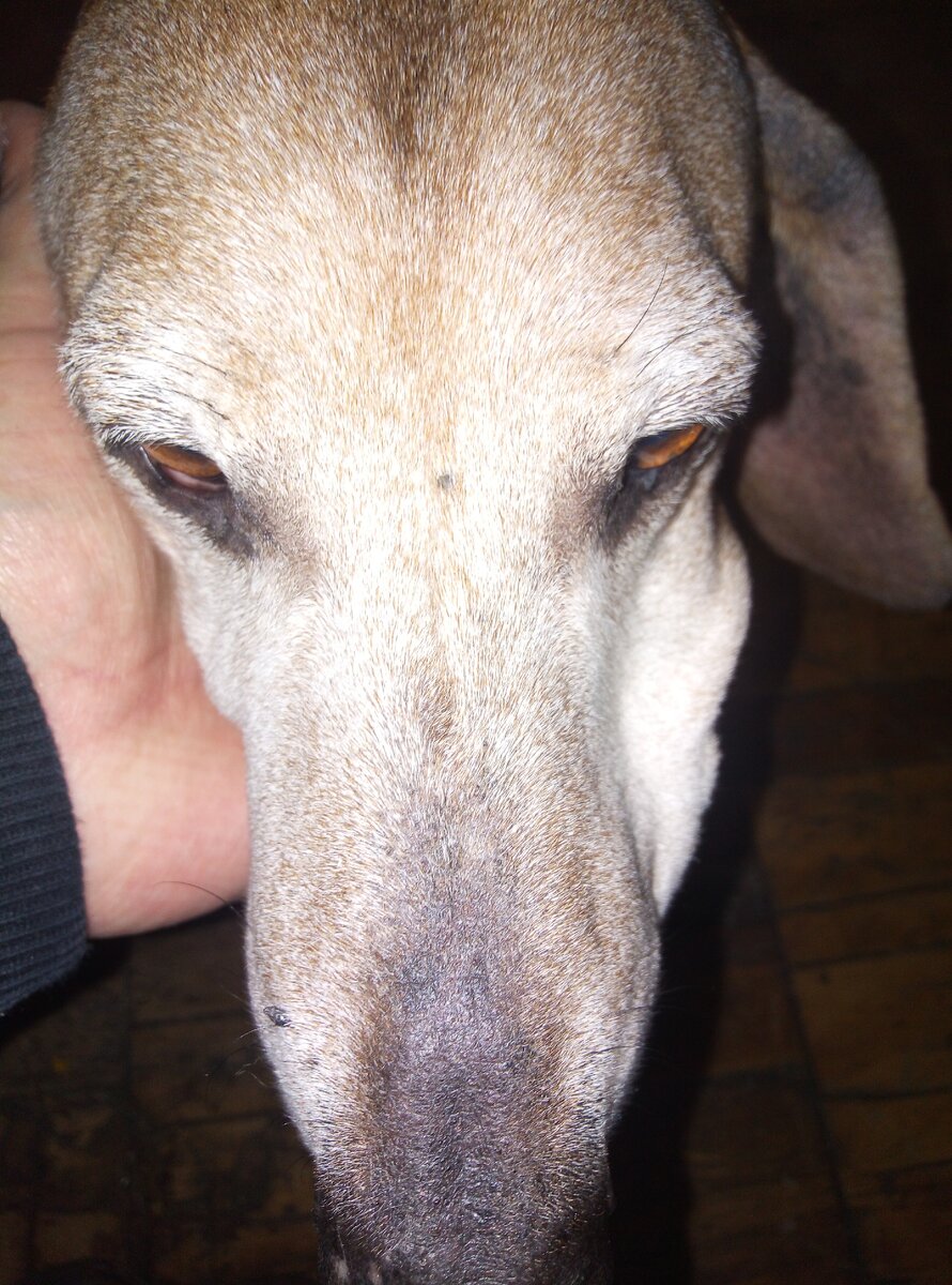 Фото из личного архива. Мистер Пиклз!😁