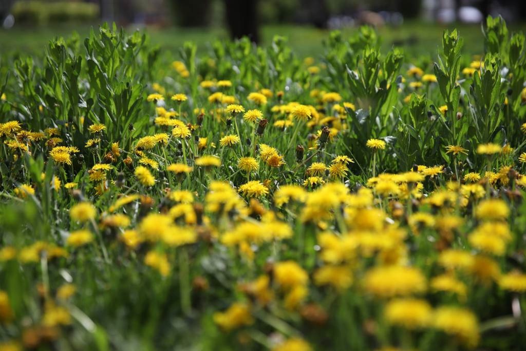 источник Яндекс картинки