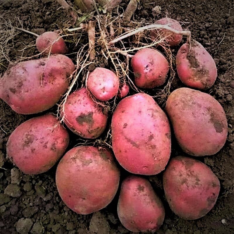 13 наиболее крупных и урожайных сортов картофеля – что стоит выбрать дляпосадки