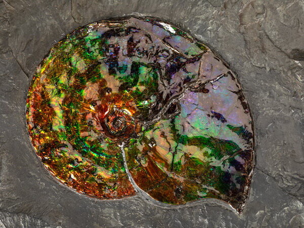 Превосходный опалесцирующий ископаемый аммонит мелового периода Placenticeras meeki из штата Альберта (Канада) в сланцевой породе. 