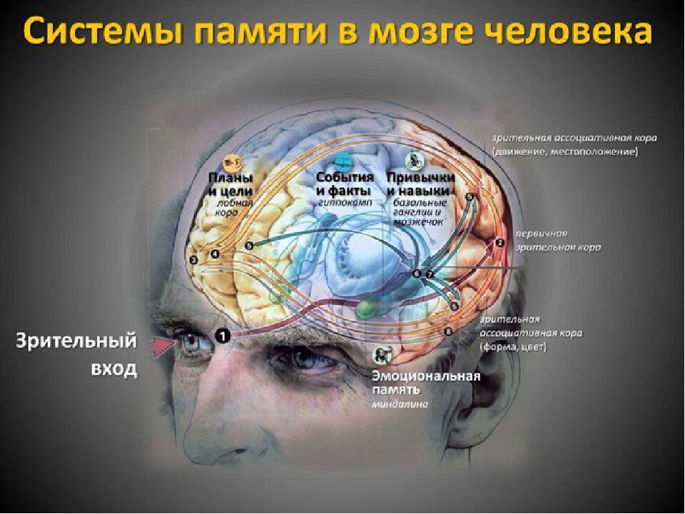 Заложенной в человеке именно в. Мозг память. Отдел памяти в мозге. Центр памяти в головном мозге. Отдел мозга отвечающий за память.