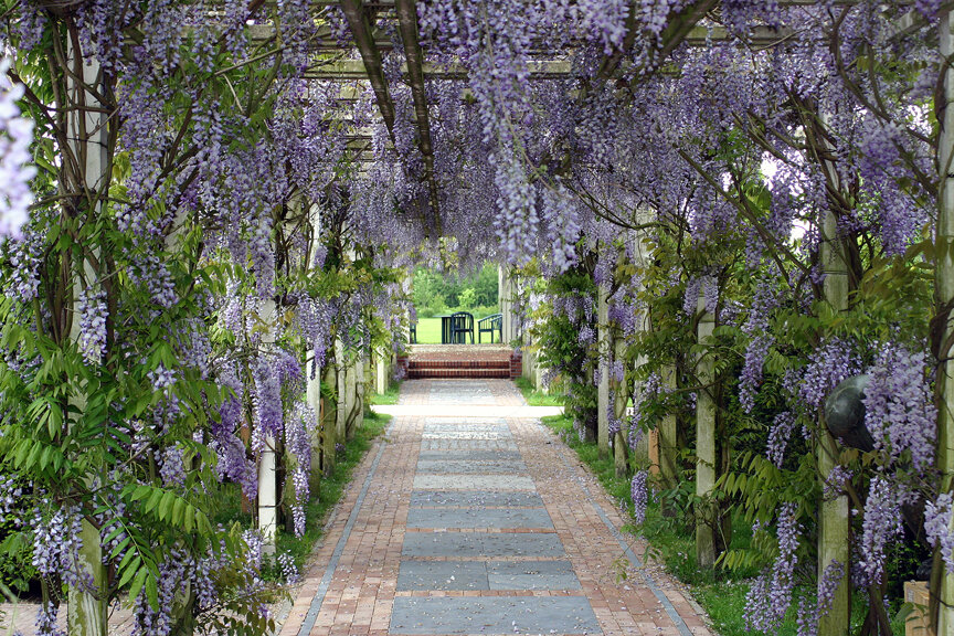 Глициния Блю Мун. Фото из интернета