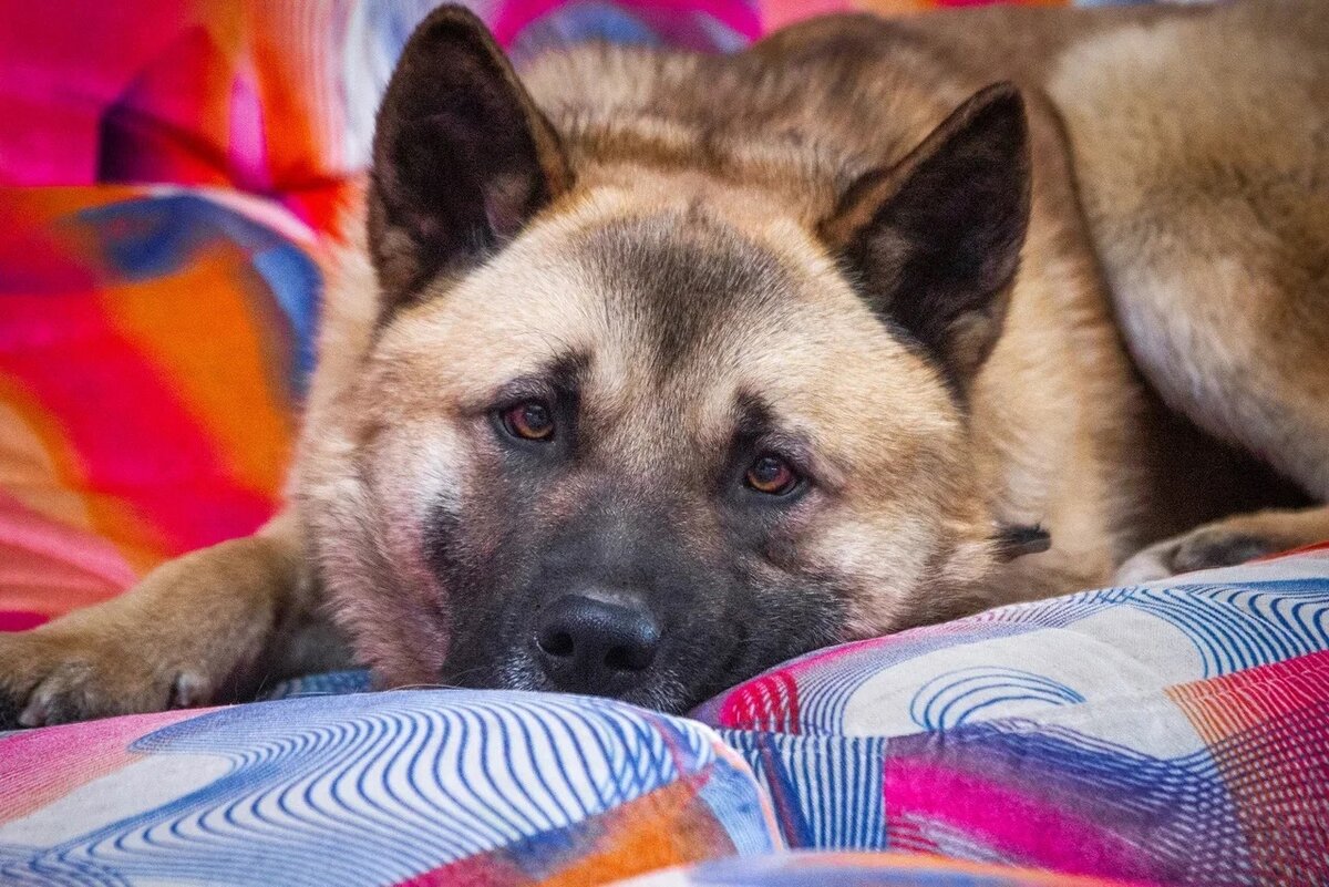 Акита Балто, 1,5 года (можно листать)