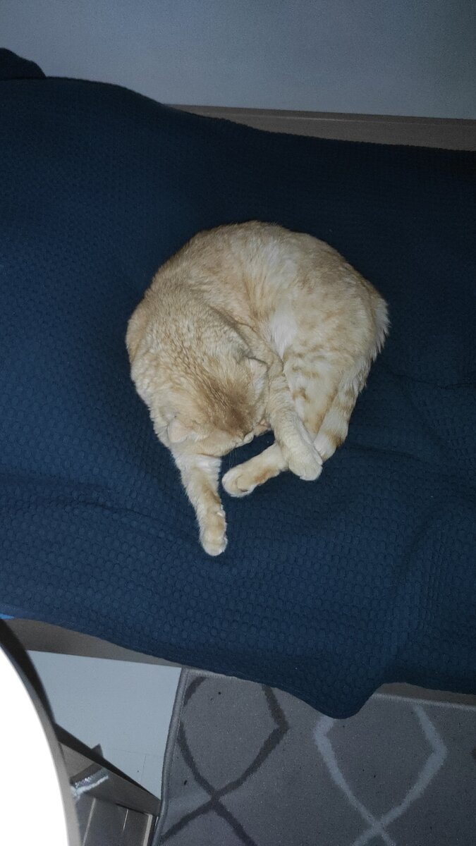 Дрыхнет перед загулом