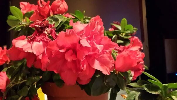 Из свободного источника Интернет