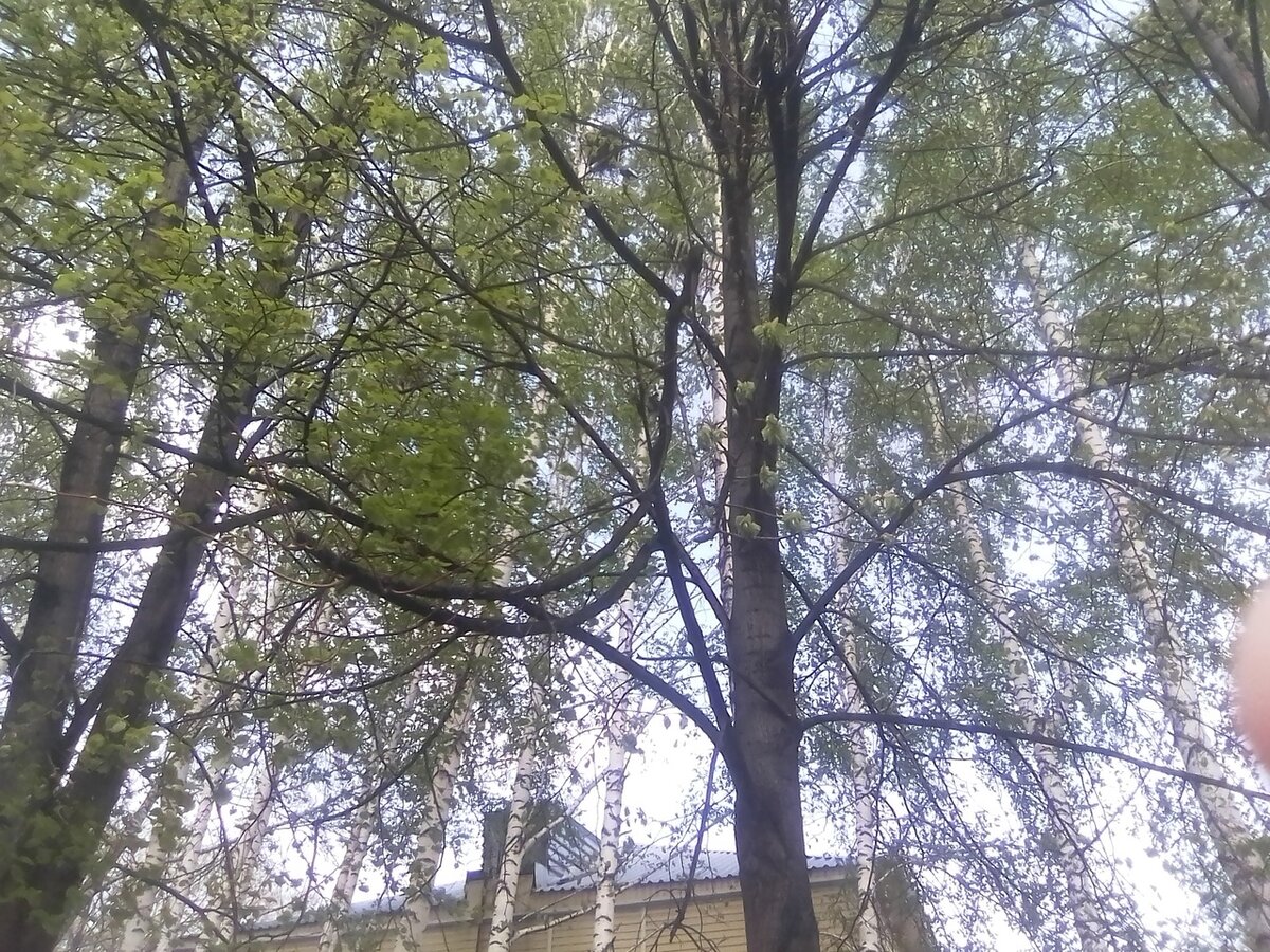 можно прямо сквозь деревья