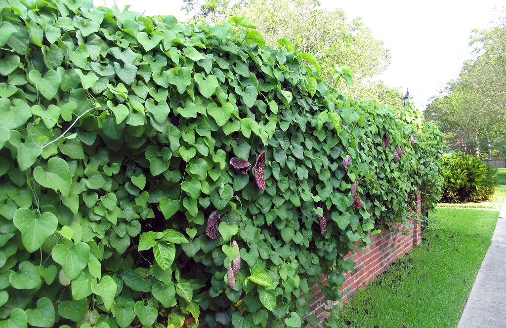 Фото с сайта flickr.com. Использовано для примера. 