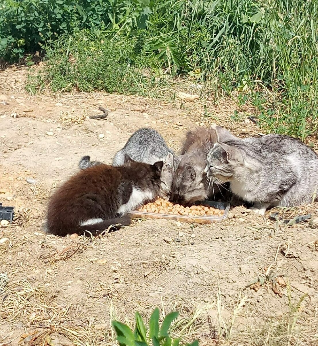 Мы не пройдём мимо маленького котёнка, у которого нет сил сказать 