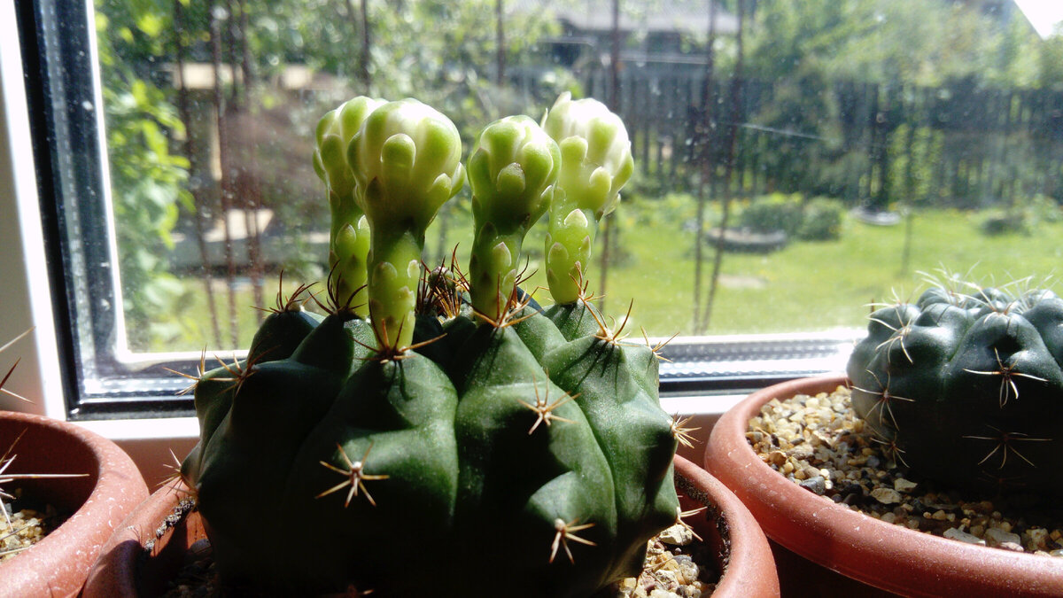 Бутоны на нашем гимнокалициуме Бальда. Фото автора.