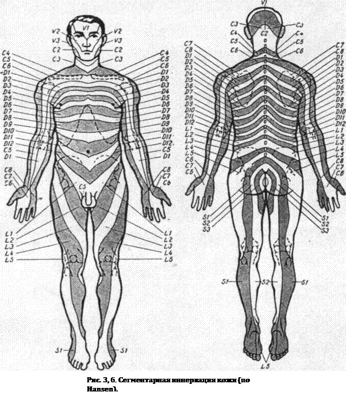 Иннервация человека. Дерматомы неврология схема. Дерматомы схема и сегменты. Дерматомы иннервация. Схема сегментарной иннервации.