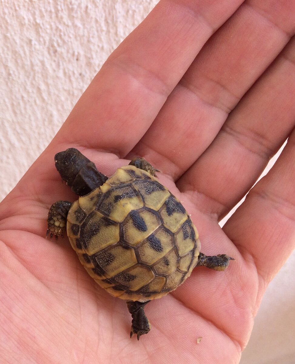 Казалось бы хорошая защита и панцирь крепкий, но всё будет зависеть от силы того, кто  сжимает  кулак.