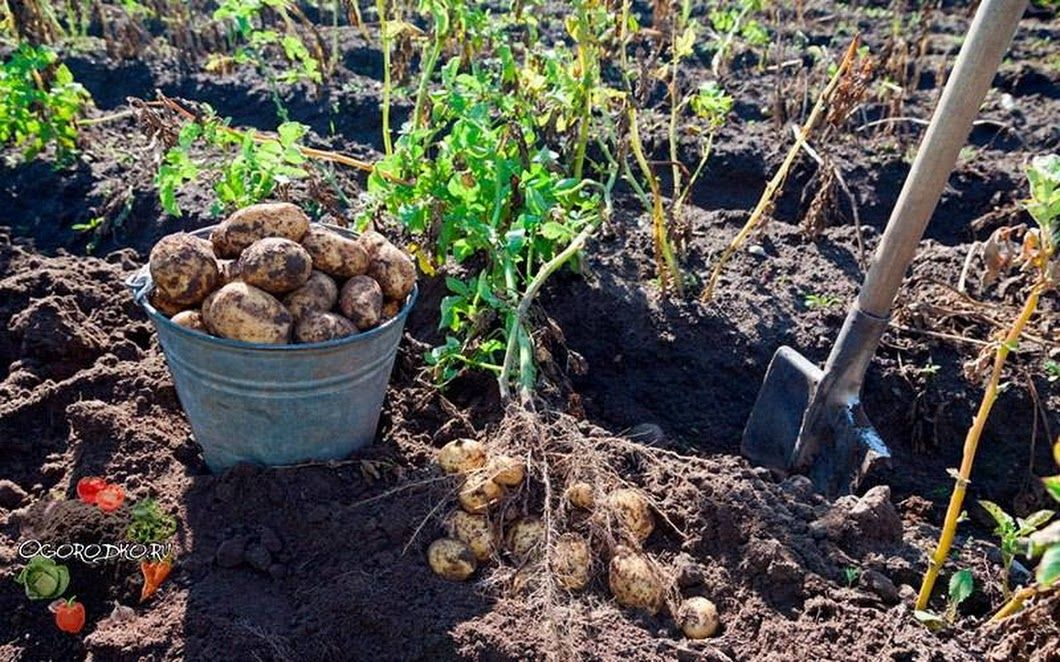 яндекс картинки