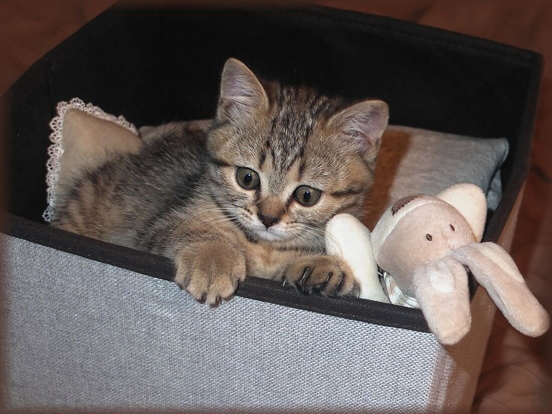 Мурыся в детстве....