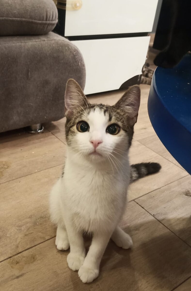 Ларик - смешной и трогательный