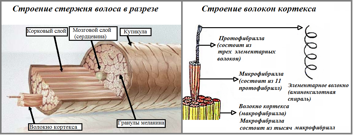 Слои корня волос