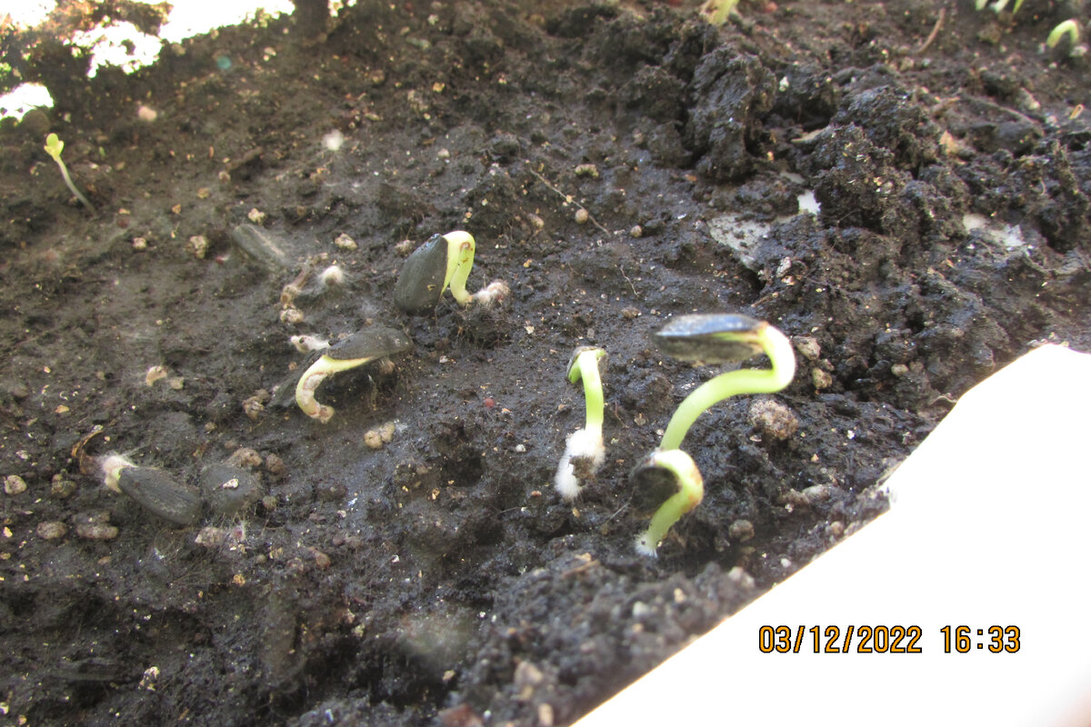 Всходят семечки. Фото автора