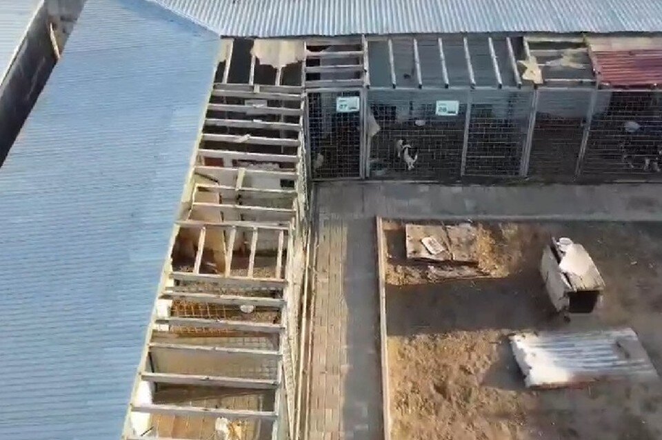     Фото: приют Дино.