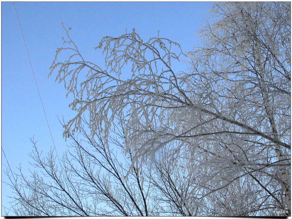Берёзки в инее
