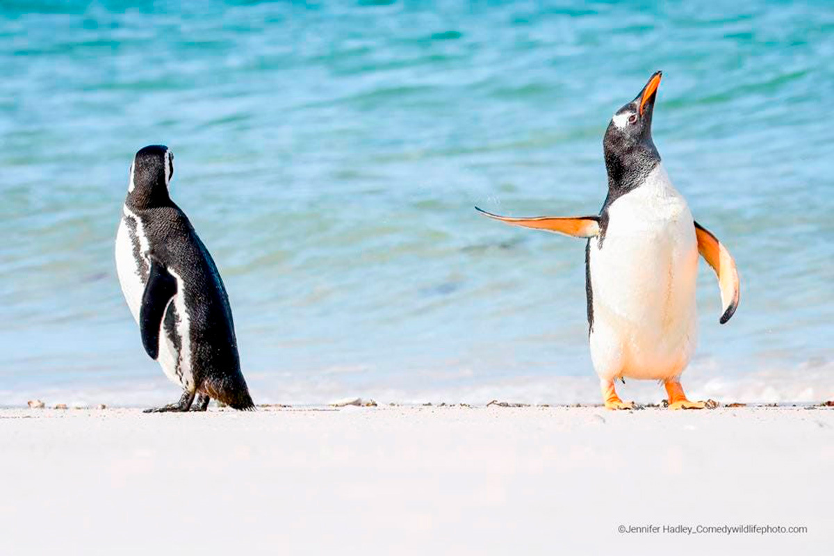    Фото: Comedy Wildlife Photography Awards 2022