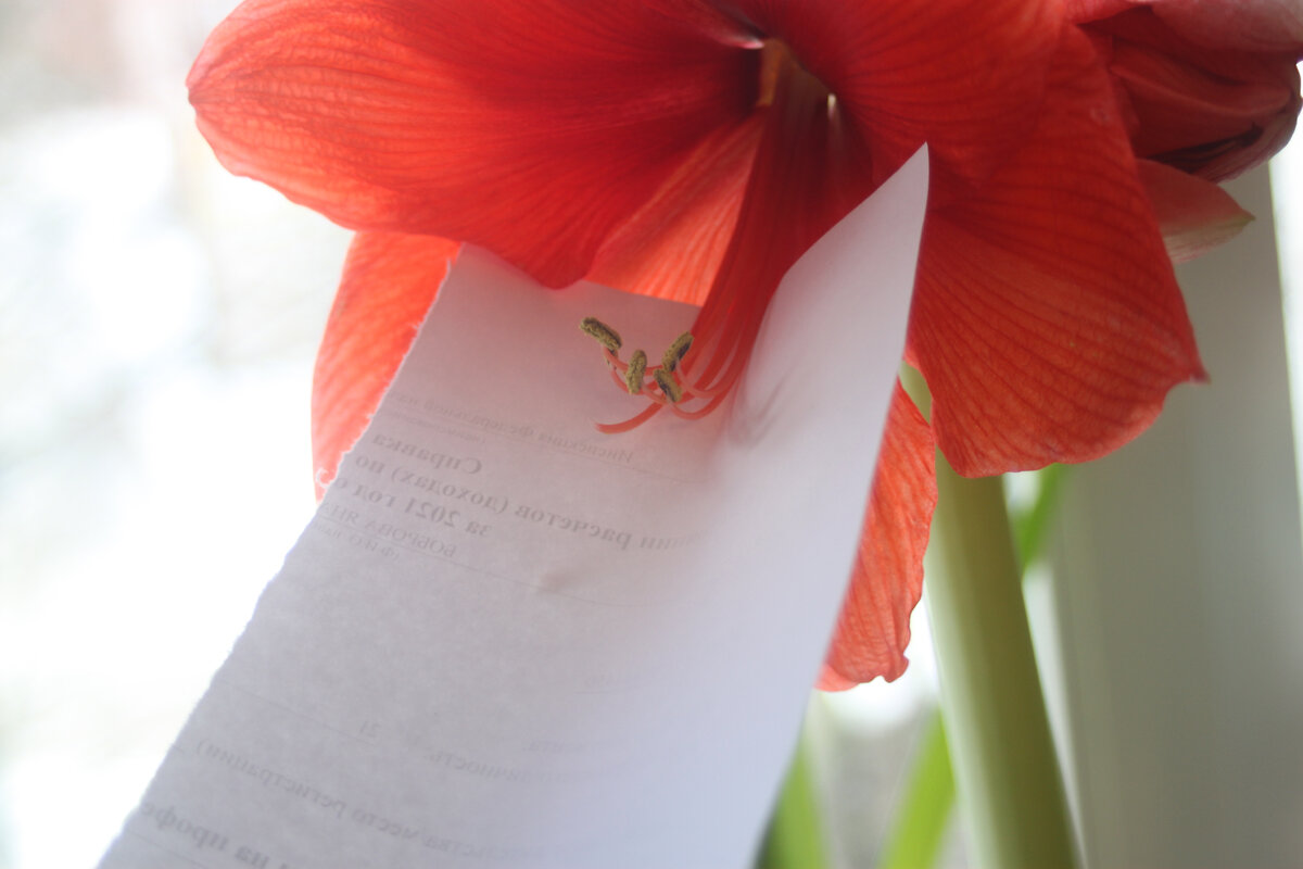 Обрезаем пыльники