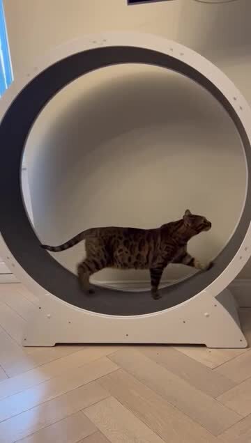 колесо для кошек беговое размеры | Дзен