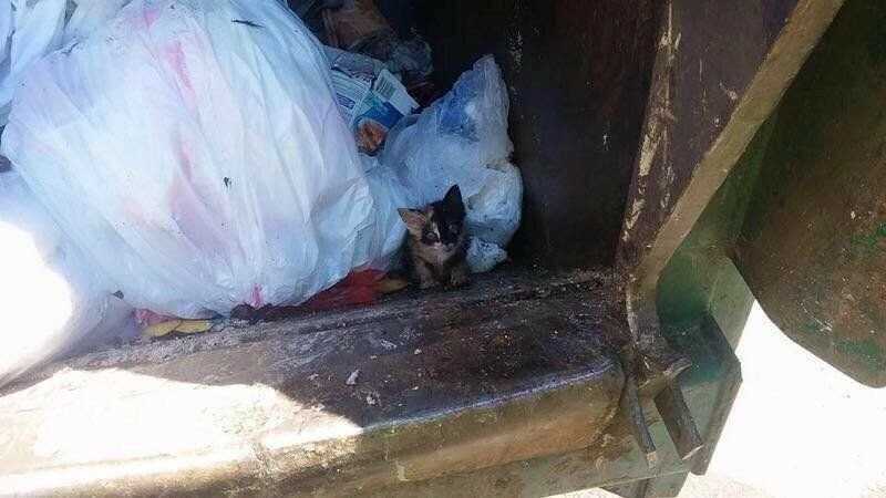 Кошка. Источник фото: https://www.iizcat.com/post/3746/Kind-hearted-trash-worker-saves-teeny-calico-kitten-found-in-his-truck-Gallery-