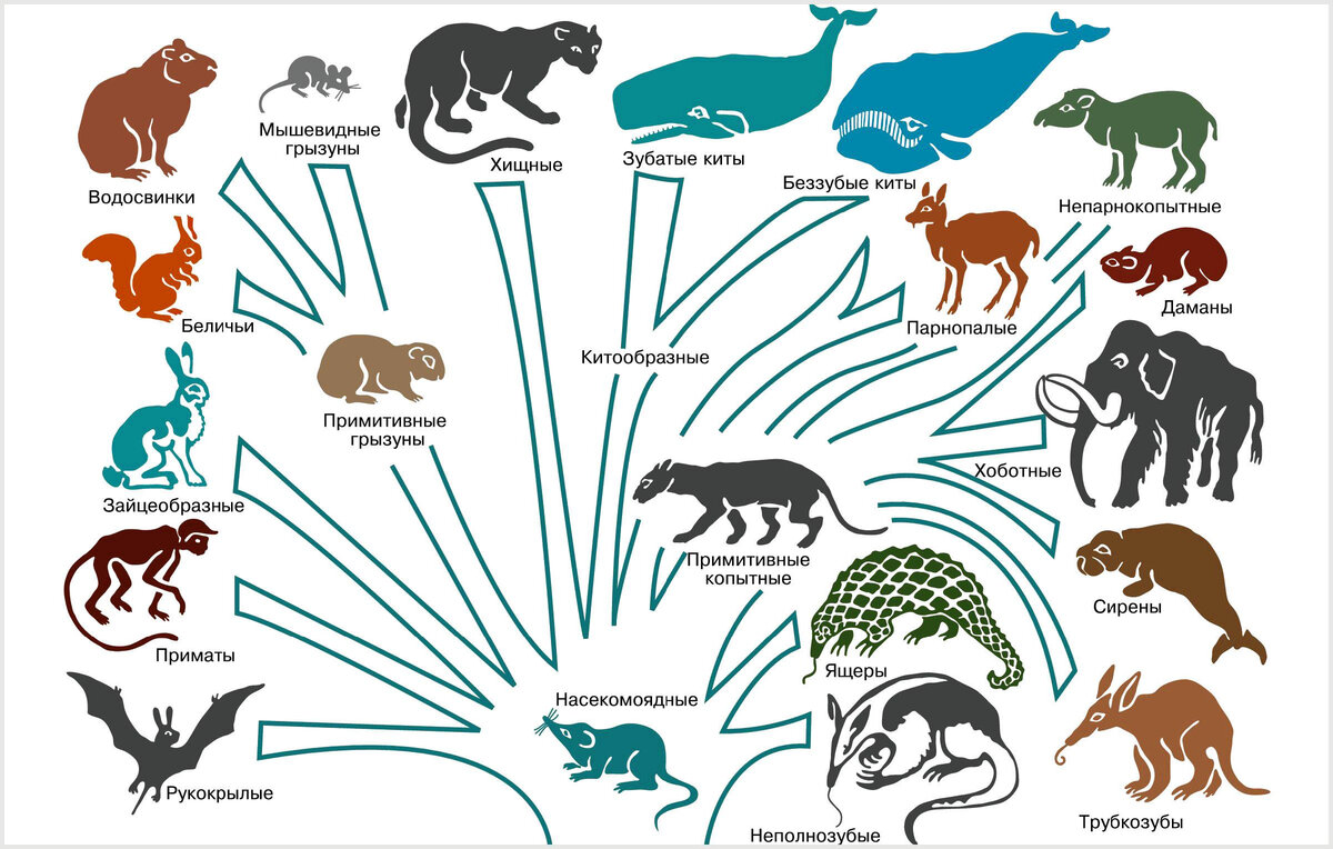 Филогения млекопитающих схема