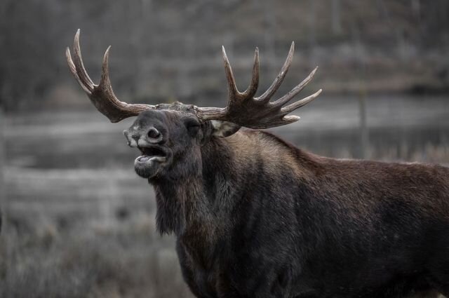 Лось на реву