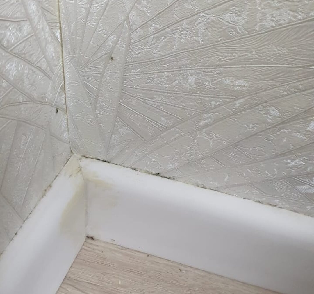 видите чёрные точки? Это и есть плесень