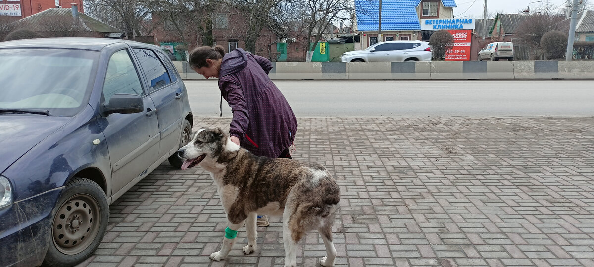 Аза, которая спасла истощенную и умирающую в посадке собаку. Лейла набрала вес, но у нее проблема с кишечником.