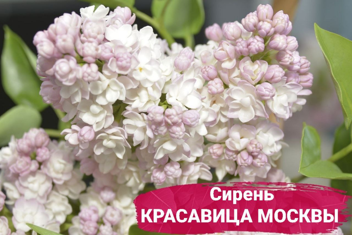 Сирень – это невероятно популярное растение на территории России, которое относится к числу цветущих кустарников.-2