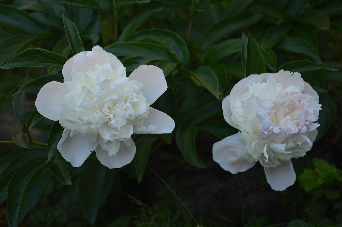 Скромненько? Но ему никак не меньше 60 лет. Все фотографии в статье мои
