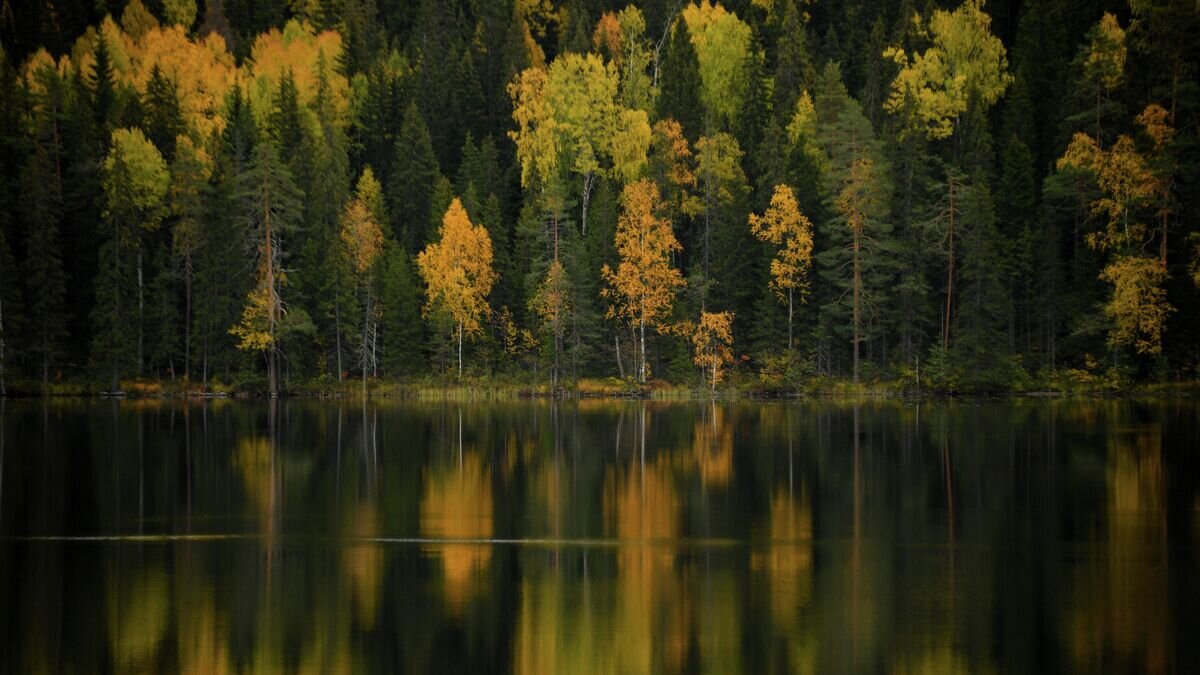    Отражение осеннего леса в Ладожском озере в Карелии© РИА Новости / Алексей Филиппов