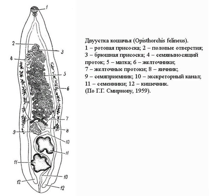 Кошачий сосальщик картинка