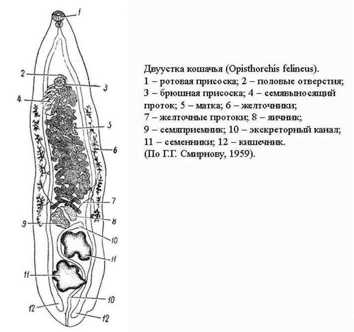 Яйца кошачьего сосальщика рисунок