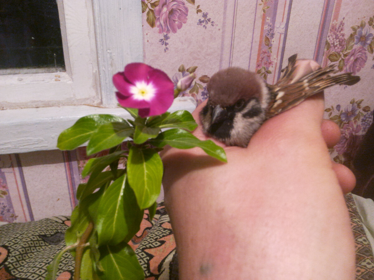 Барвинок и ночной воробей