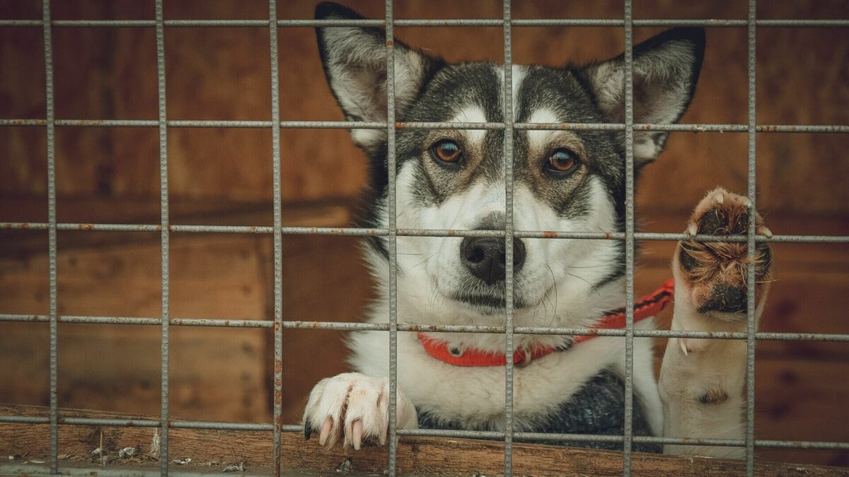     В обращении необходимо указать место обитания собачьих стай.