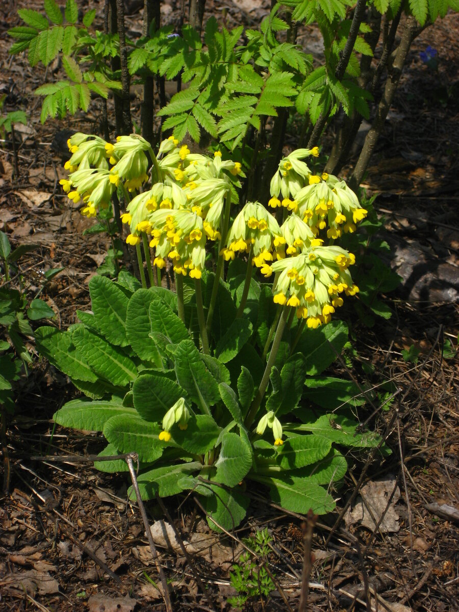 Примула весенняя обычна в просыпающемся подмосковном лесу. Здесь и далее, кроме специально оговоренных случаев, фотографии мои.