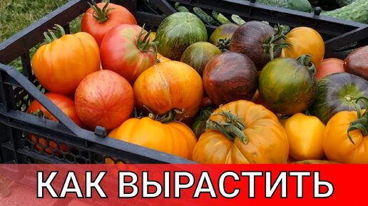 всего 19 минут вашего драгоценного времени и вы без проблем сможете вырастить томаты у себя на участке или дома