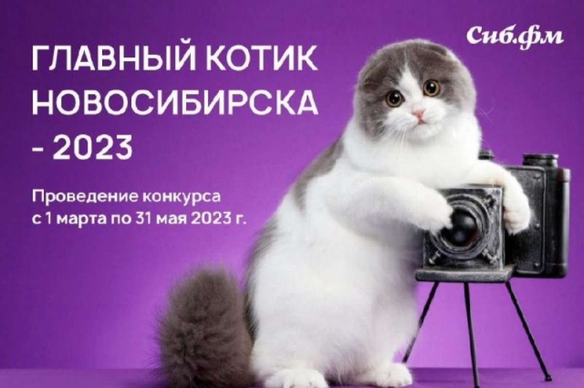    Фотоконкурс «Главный котик Новосибирска – 2023» стартует 1 марта