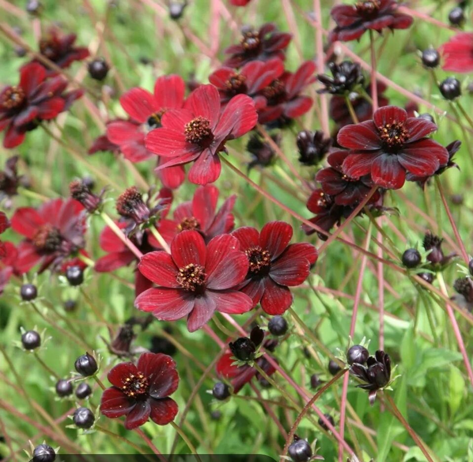 Космея шоколадная кроваво-красная 