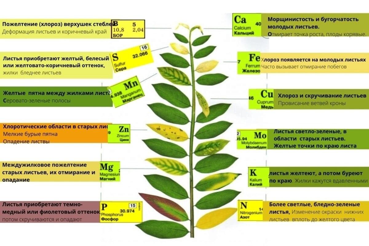 У растений листья в виде. Таблица дефицита микроэлементов у растений. Избыток питательных элементов растений таблица. Дефицит элементов у растений. Недостаток микроэлементов у растений.