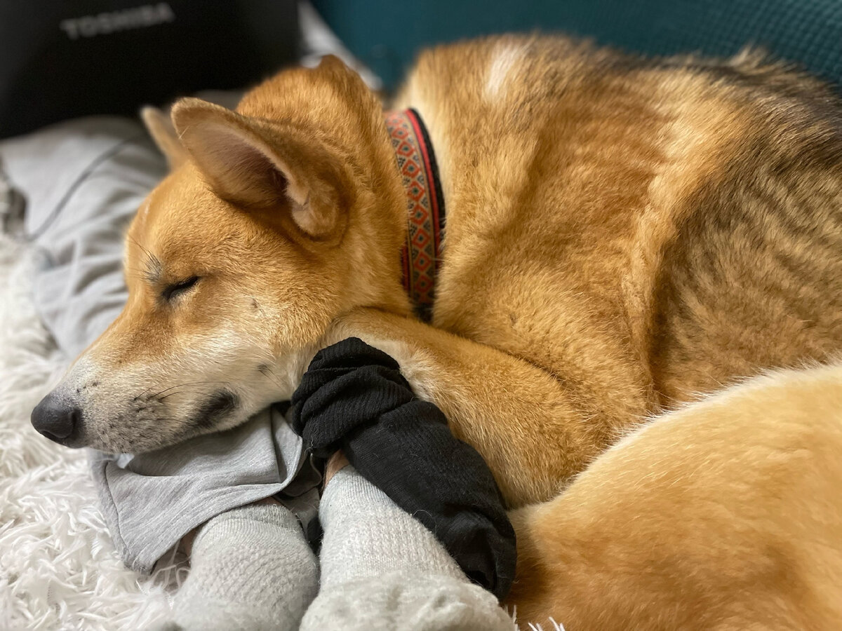 Ну и как такому милашке не дать полежать на диване