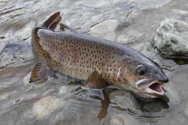 Ленок с Путорана важный улов для деликатеса.