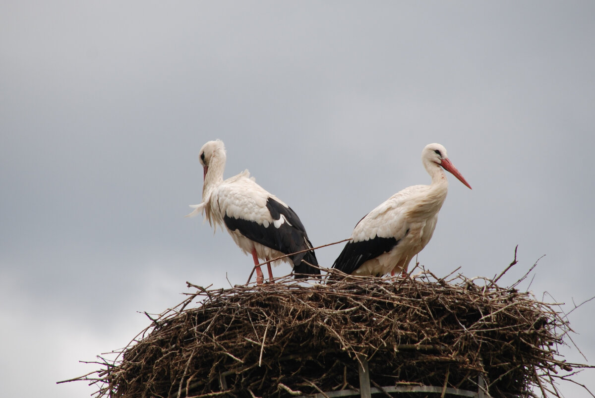 Фото из поисковой системы Яндекс