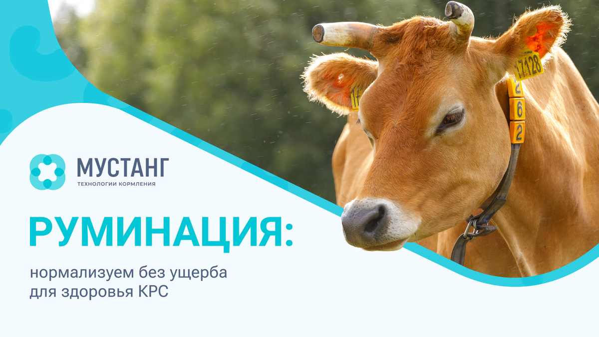Как призвать жевательную корову