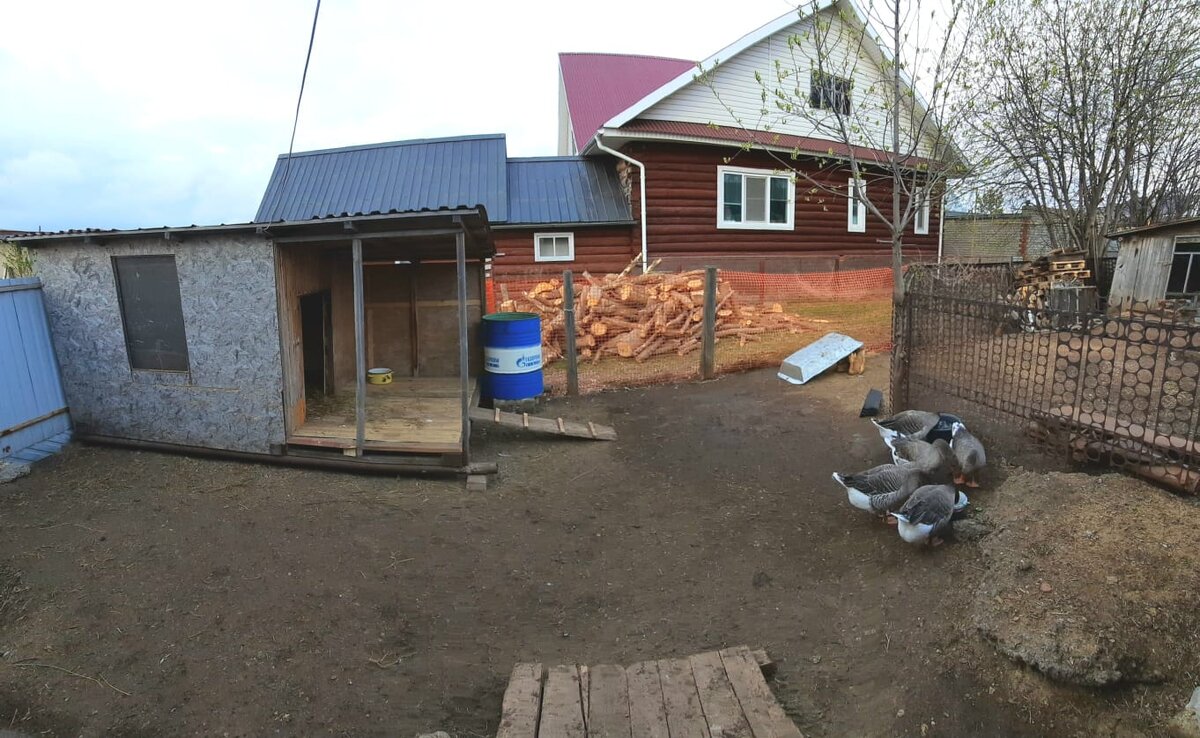 Гусиный выгул и стайка.