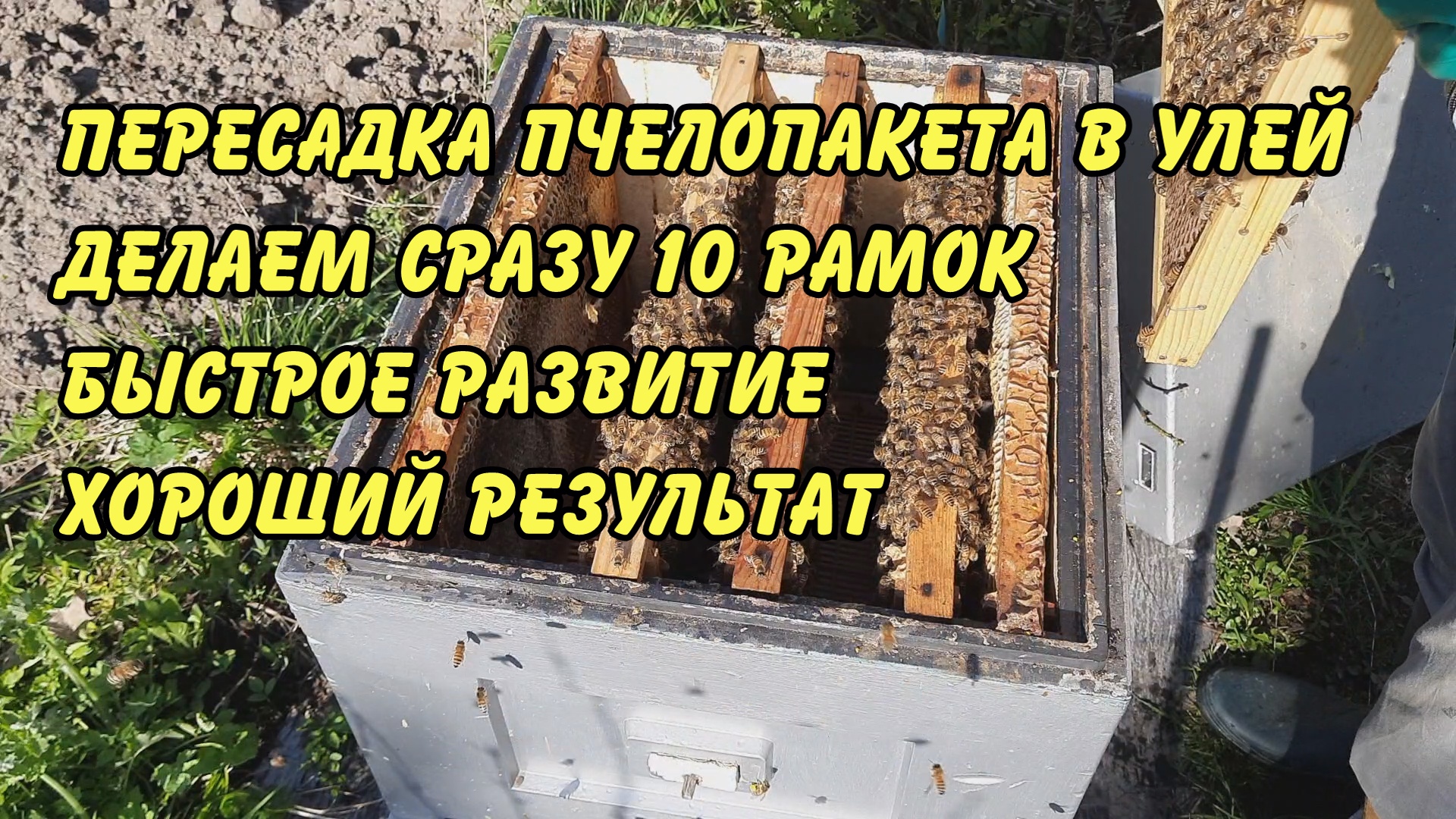 Улей пенополистирол Дадан на 10 рамок Lyson LU10080H с пластиковым дном неокрашеный