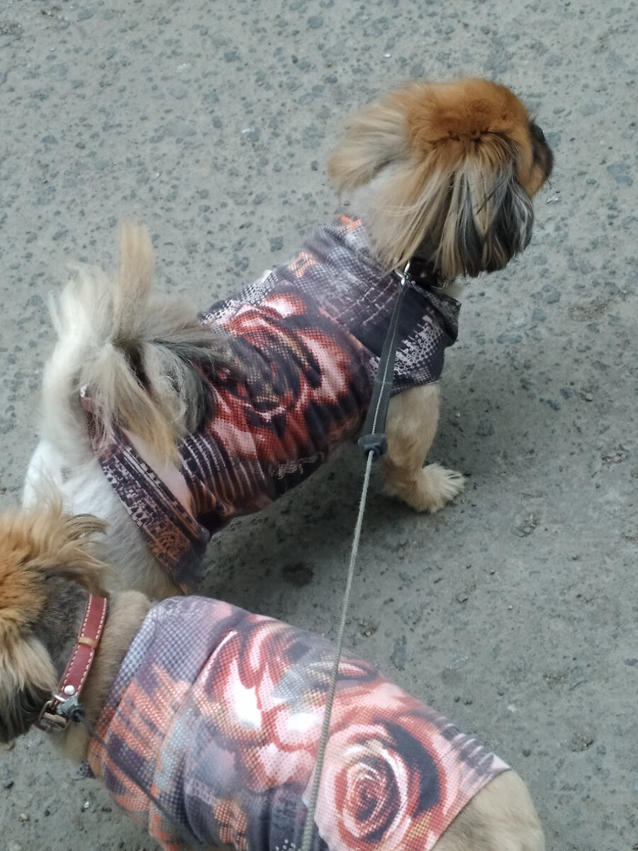 Джесси и Джемма