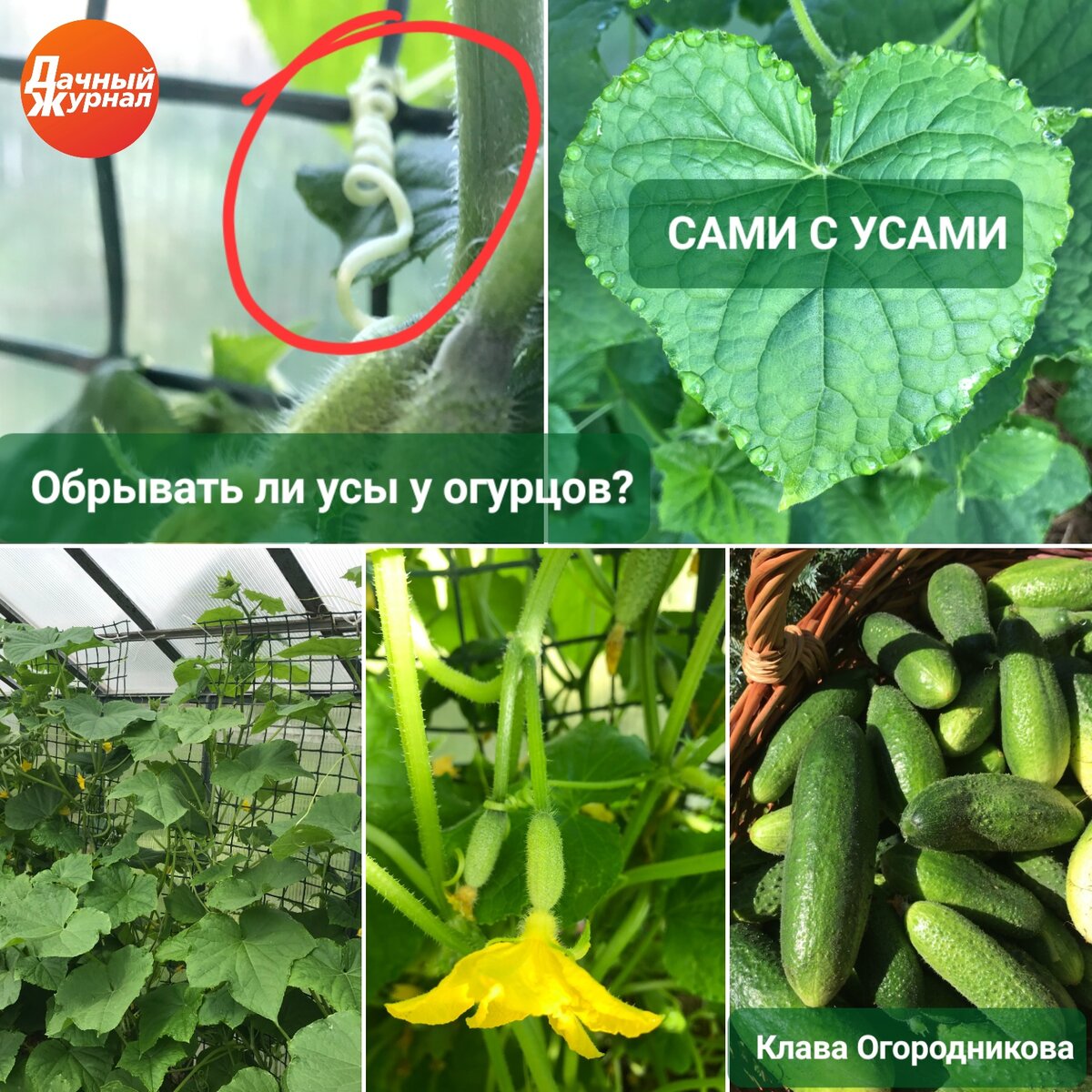 Нужно ли у огурцов обрывать